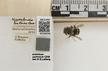 Media type: image;   Entomology 789246 Aspect: Labels
